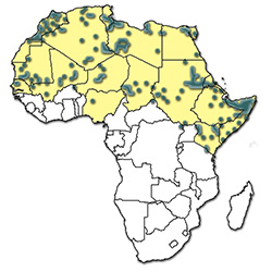 Distribution of Hyalomma dromedarii